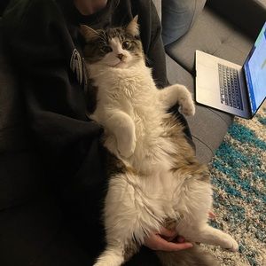 Meet your Posher, Torin